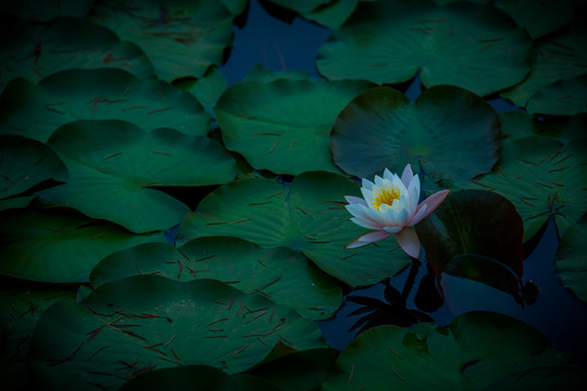 蓮花