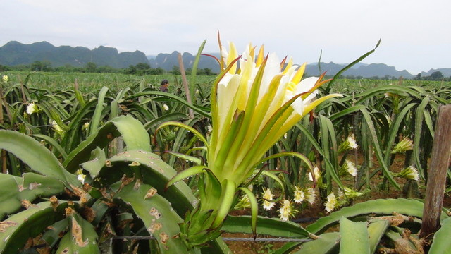 火龍果花