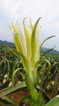 火龍果花