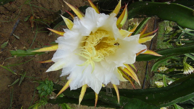 火龍果花