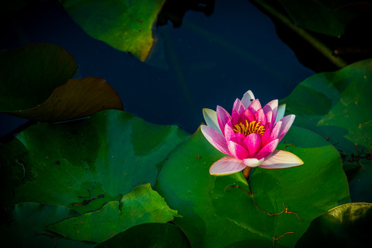 蓮花