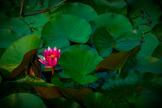 蓮花