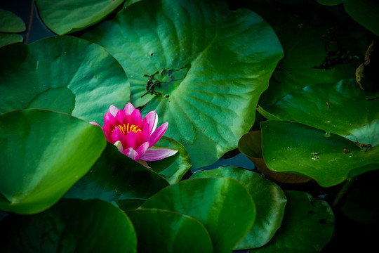蓮花
