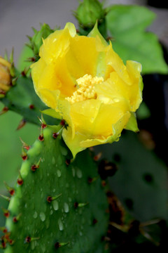 仙人掌花