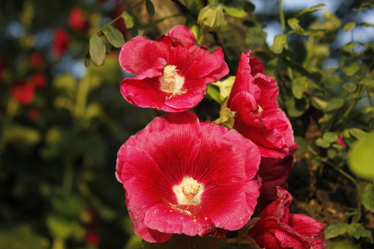 無(wú)窮花
