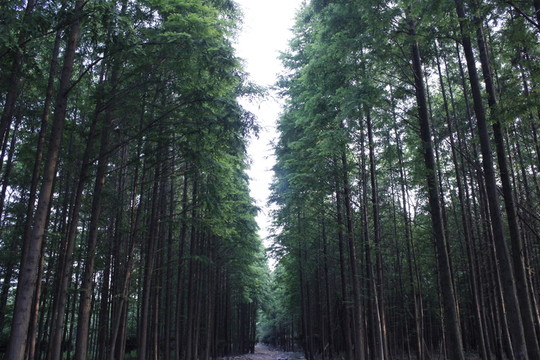 城市綠道