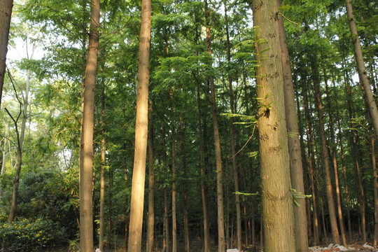 城市樹(shù)木