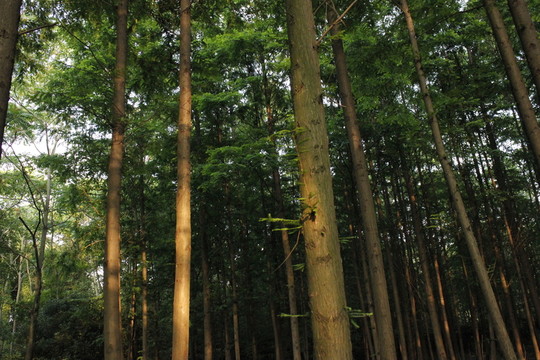 城市樹木