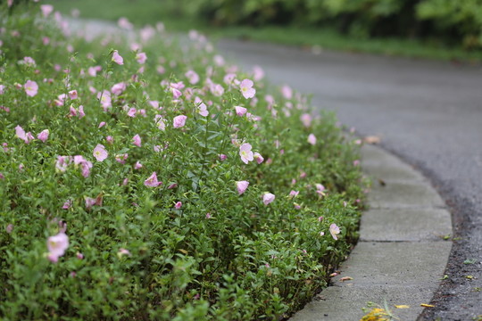 粉色小花