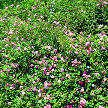 薔薇花