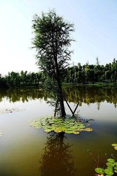 城市 園林