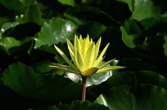 植物 花卉 花兒