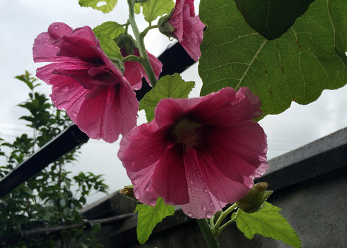 薺菜花