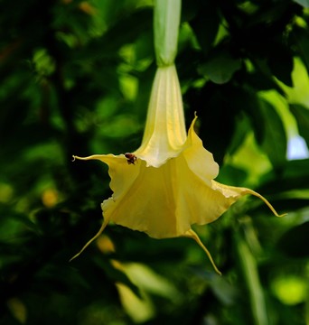 植物 花卉 花兒