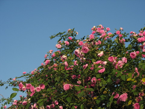薔薇