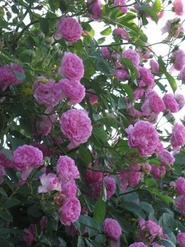 薔薇