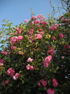 薔薇