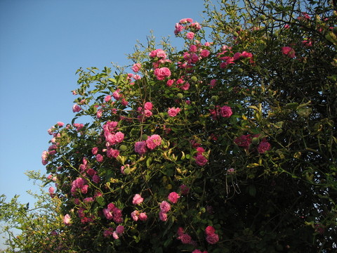 薔薇