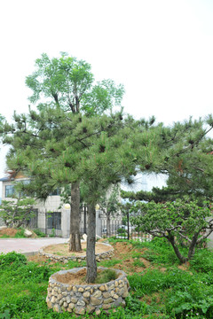 松樹(shù) 景觀樹(shù) 園林景觀
