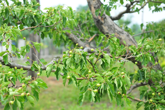 山楂樹(shù) 山楂 山楂園