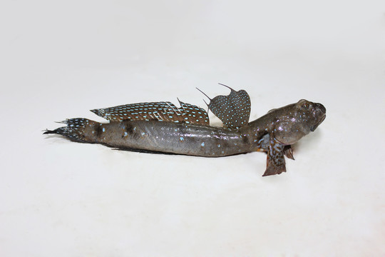 跳跳魚 特寫