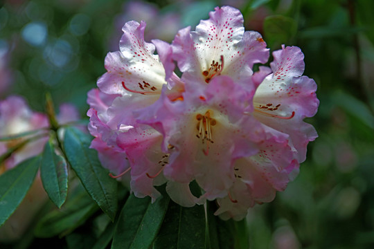 蒼山西坡杜鵑花