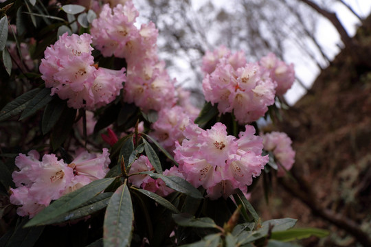 蒼山西坡杜鵑花