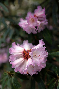 蒼山西坡杜鵑花