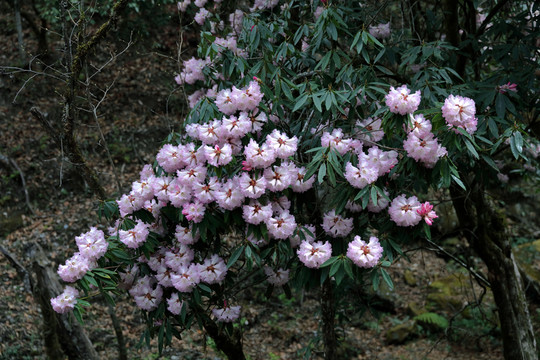 蒼山西坡杜鵑花