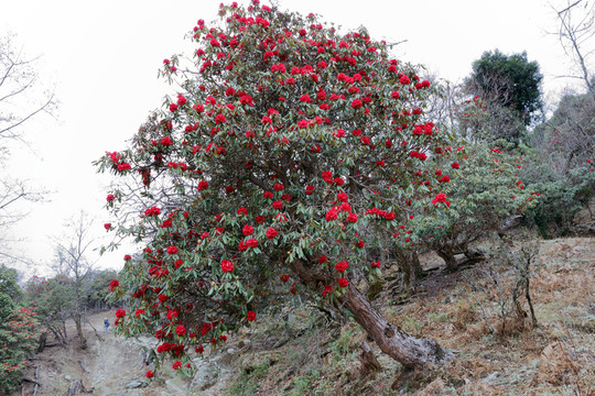 蒼山西坡杜鵑花
