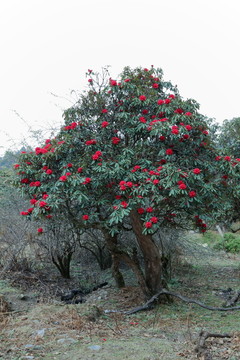 蒼山西坡杜鵑花