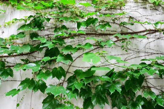 爬山虎 白墻壁 植物墻