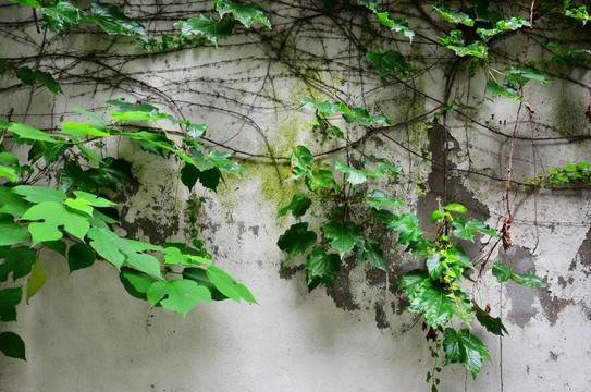 爬山虎 白墻壁 植物墻
