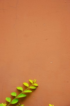 墻壁 綠葉