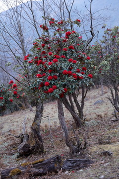 蒼山西坡杜鵑花