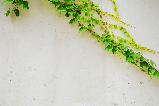 爬山虎 白墻壁 植物墻