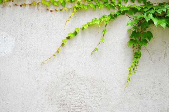 爬山虎 白墻壁 植物墻