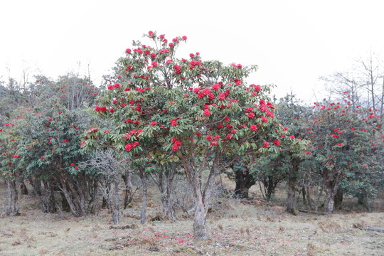 蒼山西坡杜鵑花