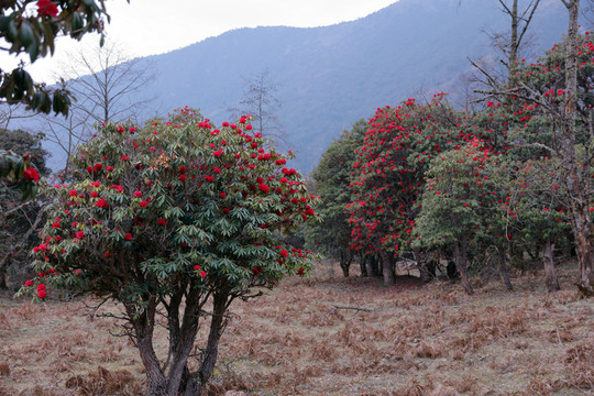 蒼山西坡杜鵑花