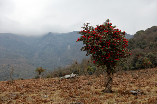 蒼山西坡杜鵑花