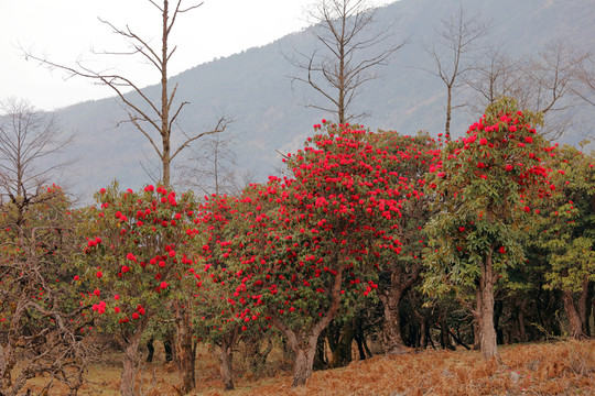 蒼山西坡杜鵑花