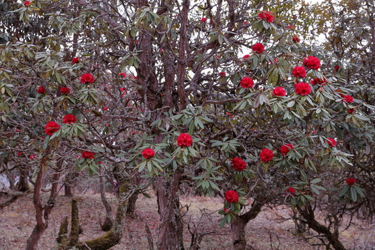 蒼山西坡杜鵑花