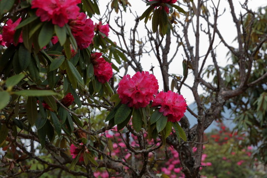 蒼山西坡杜鵑花