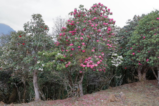 蒼山西坡杜鵑花