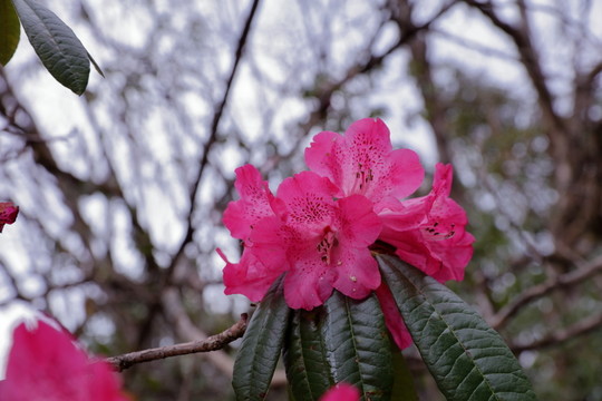 蒼山西坡杜鵑花