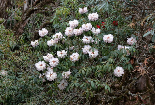 蒼山西坡杜鵑花