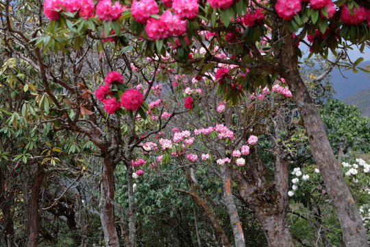 蒼山西坡杜鵑花