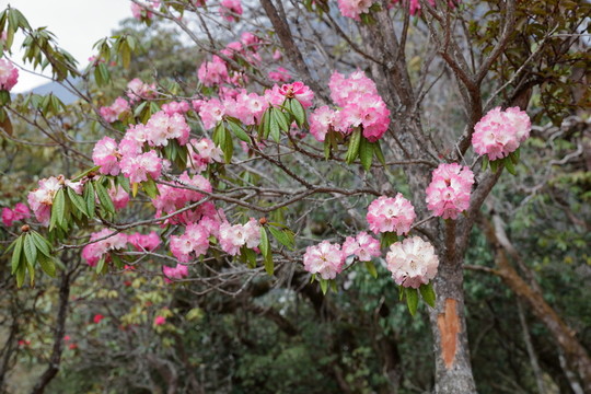 蒼山西坡杜鵑花