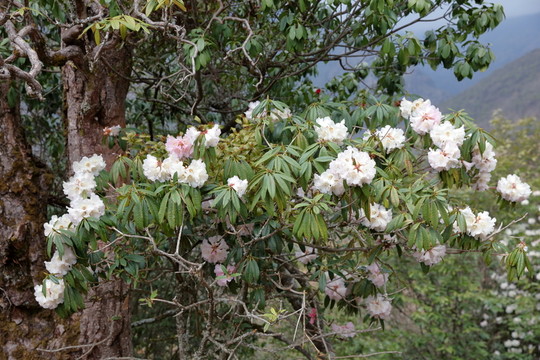 蒼山西坡杜鵑花