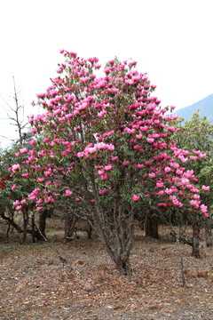蒼山西坡杜鵑花